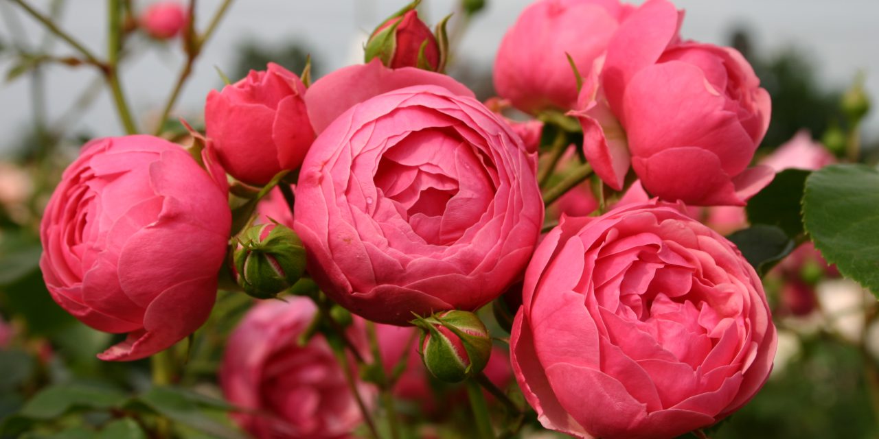 Choisir son rosier avec la SNHF