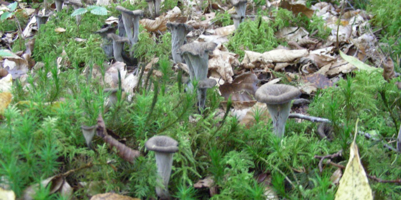 Un projet de centrale solaire de 32 MWc à Massangis